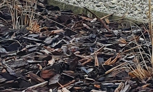 Alles wat je moet weten over boomschors kopen!