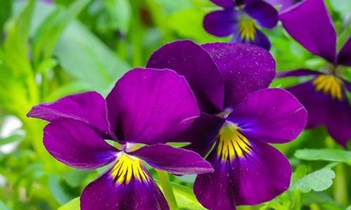 Onze tuintips voor februari!