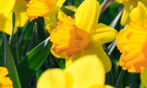 Onze tuintips voor maart!