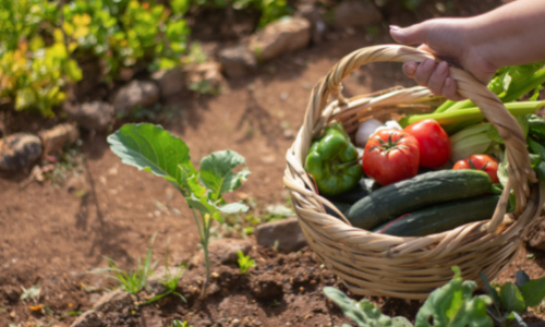 Onze tuintips voor mei!