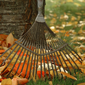 Maak je tuin winterklaar.