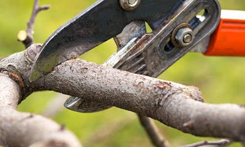 Wanneer kan ik het best snoeien?