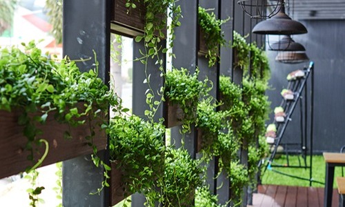 Welke planten koop ik best?